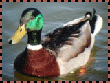 Realistic Duck